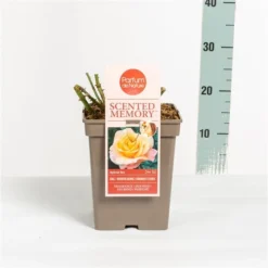 Roos (Rosa 'Scented Memory') -Tuinplantenwinkel rosascentedmemory03 1