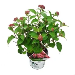 Hortensia (Hydrangea 'Ruby Annabelle') 11 Hortensia (Hydrangea 'Ruby Annabelle') -Tuinplantenwinkel ruby annabelle