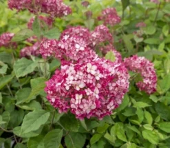 Hortensia (Hydrangea 'Ruby Annabelle') 8 Hortensia (Hydrangea 'Ruby Annabelle') -Tuinplantenwinkel ruby annabelle 5
