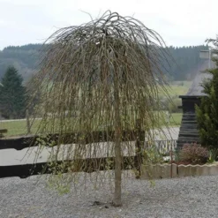 Treurwilg Op Stam (Salix Caprea 'Kilmarnock') -Tuinplantenwinkel sackilma 6