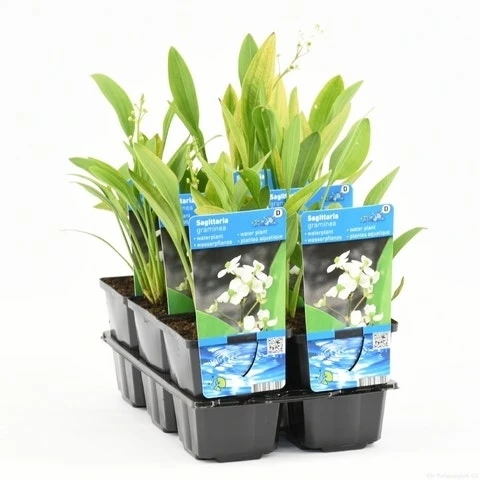 Pijlkruid (Sagittaria Graminea) 4 Pijlkruid (Sagittaria Graminea) - Afbeelding 4