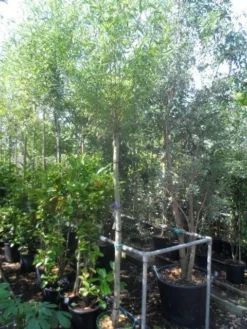 Knotwilg (Salix Alba) 18 Knotwilg (Salix Alba) -Tuinplantenwinkel salix alba 12 14 16ho cont