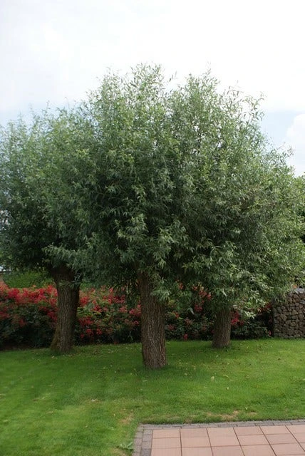 Knotwilg (Salix Alba) 1 Knotwilg (Salix Alba)