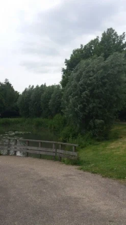 Knotwilg (Salix Alba) 12 Knotwilg (Salix Alba) -Tuinplantenwinkel salix alba knotwilg 1