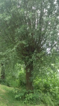 Knotwilg (Salix Alba) -Tuinplantenwinkel salix alba knotwilg 2 1