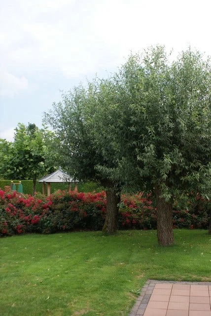 Knotwilg (Salix Alba) 2 Knotwilg (Salix Alba) - Afbeelding 2