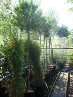 Wilg Op Stam (Salix Integra 'Hakuro-nishiki') -Tuinplantenwinkel salix integra hakuro nishiki 180stam c50 12 14