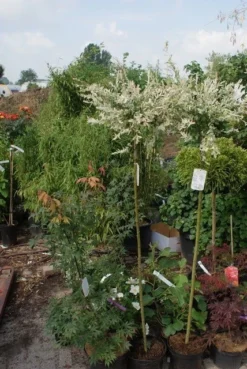 Wilg Op Stam (Salix Integra 'Hakuro-nishiki') -Tuinplantenwinkel salix integra hakuro nishiki 1