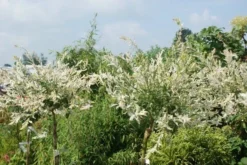 Wilg Op Stam (Salix Integra 'Hakuro-nishiki') -Tuinplantenwinkel salix integra hakuro nishiki 3