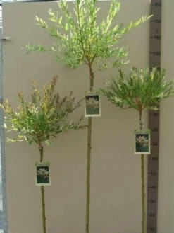 Wilg Op Stam (Salix Integra 'Hakuro-nishiki') -Tuinplantenwinkel salix nishiki stam 80 100 120