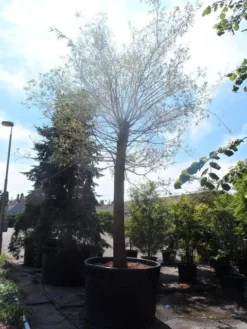 Treurwilg (Salix Sepulcralis 'Chrysocoma') 11 Treurwilg (Salix Sepulcralis 'Chrysocoma') -Tuinplantenwinkel salix sepulcralis chrysocoma 70 80ho c1500