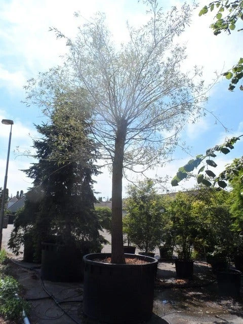 Treurwilg (Salix Sepulcralis 'Chrysocoma') 6 Treurwilg (Salix Sepulcralis 'Chrysocoma') - Afbeelding 6