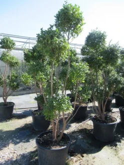 Camelia Als Bonsai (Camellia Sasanqua) -Tuinplantenwinkel sasanquapompon01 2