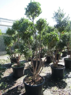 Camelia Als Bonsai (Camellia Sasanqua) -Tuinplantenwinkel sasanquapompon03 2