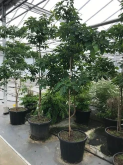 Sassafras (Sassafras Albidum) -Tuinplantenwinkel sassafras