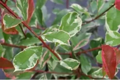 Glansmispel Op Stam (Photinia Fraseri 'Pink Marble') -Tuinplantenwinkel schermafbeelding 2021 02 16 om 16.02.05