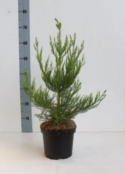 Mammoetboom (Sequoiadendron Giganteum) -Tuinplantenwinkel seqouiadendron giganteum 40 50 co. 3l kopie