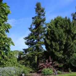 Kustmammoetboom (Sequoia Sempervirens) -Tuinplantenwinkel sequoia sempervirens 1