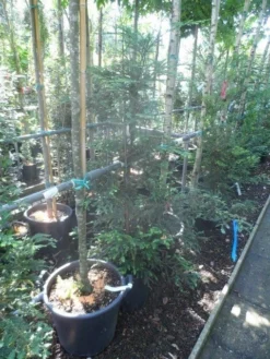 Kustmammoetboom (Sequoia Sempervirens) -Tuinplantenwinkel sequoia sempervirens 125 150 c20