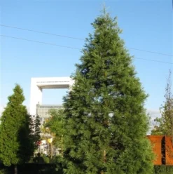 Kustmammoetboom (Sequoia Sempervirens) -Tuinplantenwinkel sequoiadendron giganteum