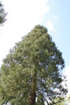 Mammoetboom (Sequoiadendron Giganteum) -Tuinplantenwinkel sequoiadendron giganteum 1