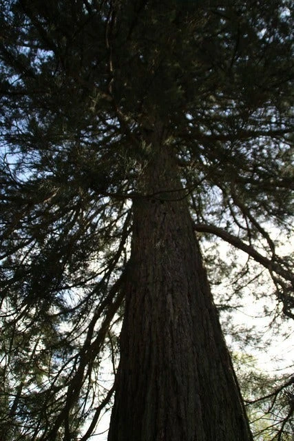 Mammoetboom (Sequoiadendron Giganteum) 10 Mammoetboom (Sequoiadendron Giganteum) - Afbeelding 10