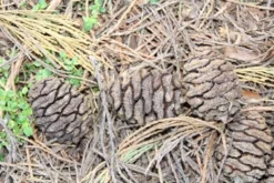 Mammoetboom (Sequoiadendron Giganteum) 30 Mammoetboom (Sequoiadendron Giganteum) -Tuinplantenwinkel sequoiadendron giganteum 3 1