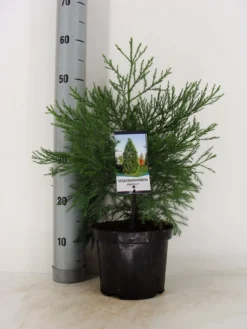 Mammoetboom (Sequoiadendron Giganteum) -Tuinplantenwinkel sequoiadendron giganteum c3 m