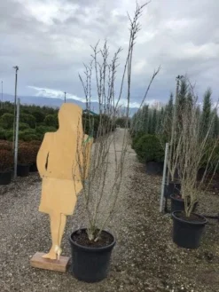 Chinese Judasboom (Cercis Chinensis 'Shirobana') -Tuinplantenwinkel shirobana200