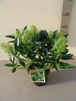 Skimmia (Skimmia Confusa 'Kew Green') -Tuinplantenwinkel skimmia confusa kew green p17 2