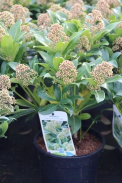 Skimmia (Skimmia Japonica 'Fragrant Cloud') -Tuinplantenwinkel skimmia japonica fragant cloud 1
