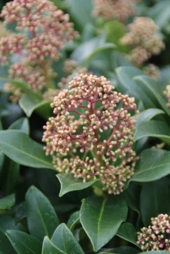 Skimmia (Skimmia Japonica 'Fragrant Cloud') -Tuinplantenwinkel skimmia japonica fragant cloud 2