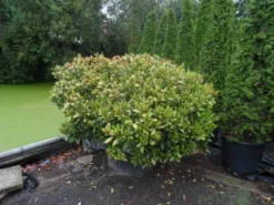 Skimmia (Skimmia Japonica 'Rubella') 5 Skimmia (Skimmia Japonica 'Rubella') -Tuinplantenwinkel skimmia japonica rubella doorsnede 180 200 aanlegkwaliteit