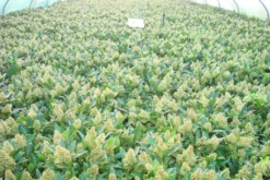 Skimmia (Skimmia Confusa 'Kew Green') -Tuinplantenwinkel skimmia kew green c3 2