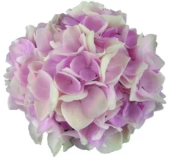 Hortensia Soft Pink Salsa (Hydrangea 'Music Collection') -Tuinplantenwinkel soft pink salsa