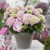Hortensia Soft Pink Salsa (Hydrangea 'Music Collection')