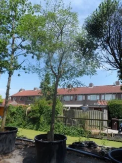 Japanse Pagodeboom (Sophora Japonica) -Tuinplantenwinkel sophora japonica 25 30ho c350