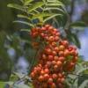 Gewone Lijsterbes (Sorbus Aucuparia)