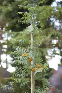 Lijsterbes (Sorbus Aucuparia 'Edulis')