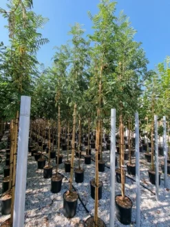 Gewone Lijsterbes (Sorbus Aucuparia) -Tuinplantenwinkel sorbus aucuparia 8 10 2