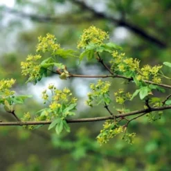 Spaanse Aak Als Dakboom (Acer Campestre)