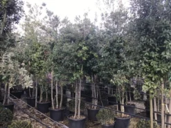 Steeneik Meerstammig (Quercus Ilex) -Tuinplantenwinkel steeneikmeerstam01