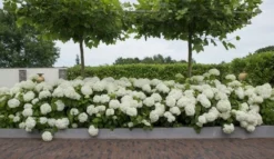 Hortensia (Hydrangea 'Strong Annabelle') -Tuinplantenwinkel strong annabelle 11 1