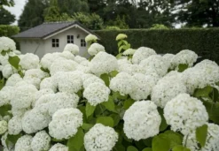 Hortensia (Hydrangea 'Strong Annabelle') -Tuinplantenwinkel strong annabelle 2