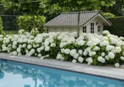 Hortensia (Hydrangea 'Strong Annabelle') -Tuinplantenwinkel strong annabelle 5 1