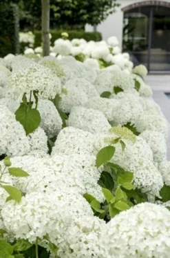 Hortensia (Hydrangea 'Strong Annabelle') -Tuinplantenwinkel strong annabelle 9