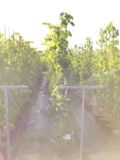 Druif (Vitis Vinifera 'Red Globe')