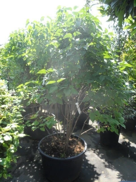 Sering (Syringa Vulgaris 'Michel Buchner') 2 Sering (Syringa Vulgaris 'Michel Buchner') - Afbeelding 2