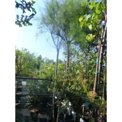 Tamarisk Als Boom (Tamarix Gallica) -Tuinplantenwinkel tamarisk tamarix gallica 32085999 ccb