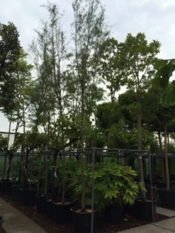 Tamarisk Als Boom (Tamarix Tetrandra) -Tuinplantenwinkel tamarisk 121416cm 2